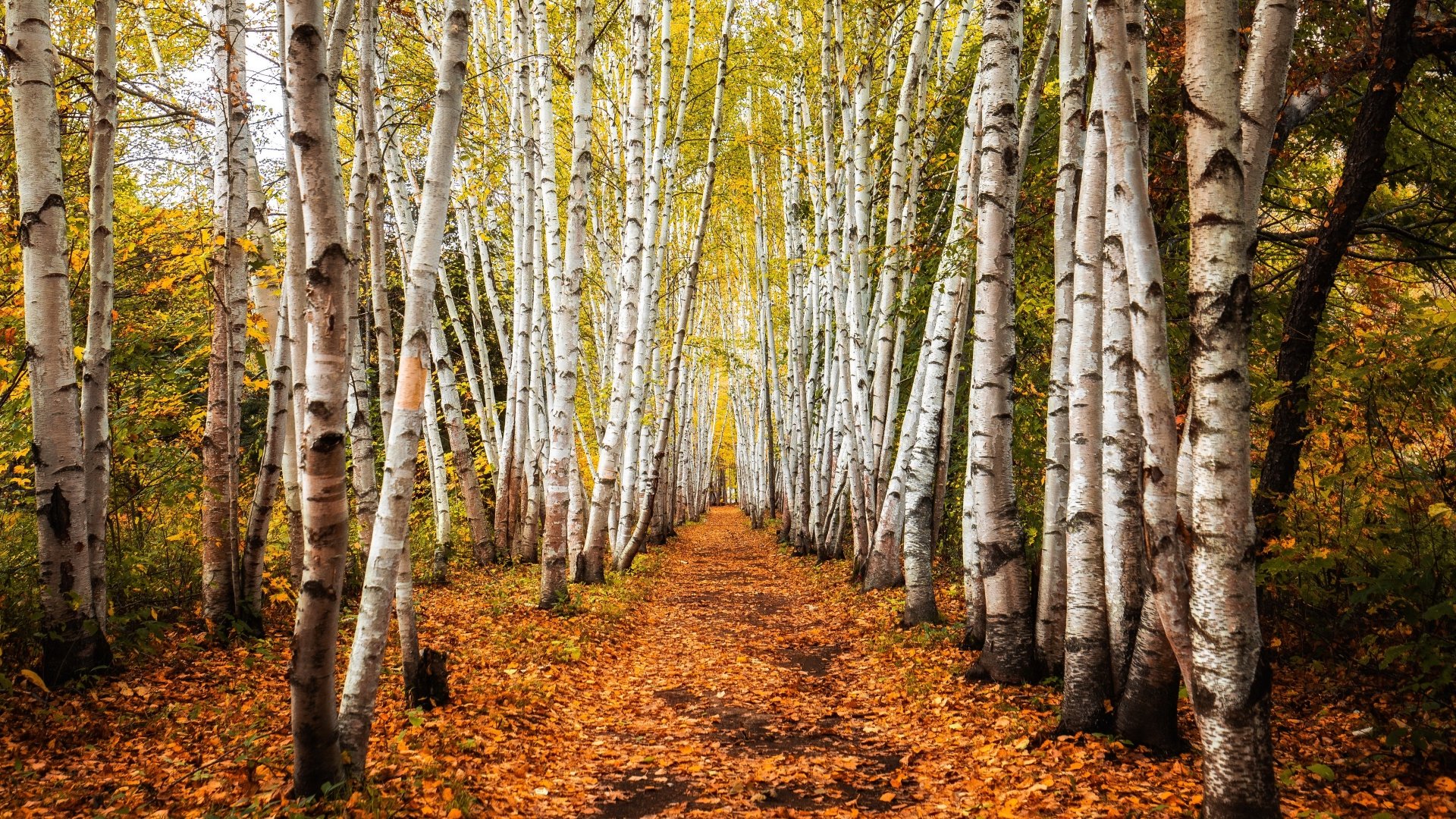 Download Path Nature Fall Birch 4k Ultra HD Wallpaper