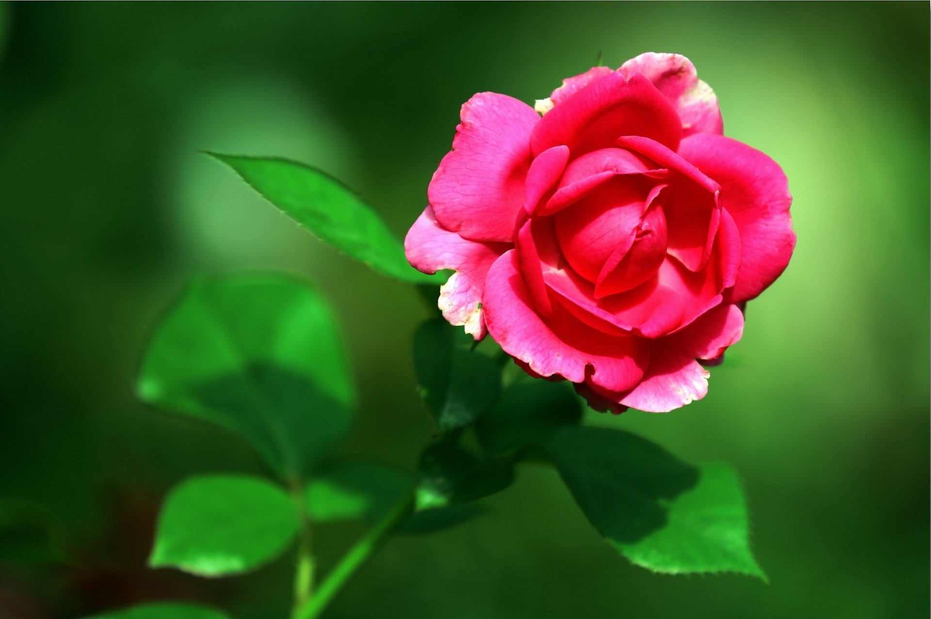 Download Macro Flower Petal Nature Rose HD Wallpaper