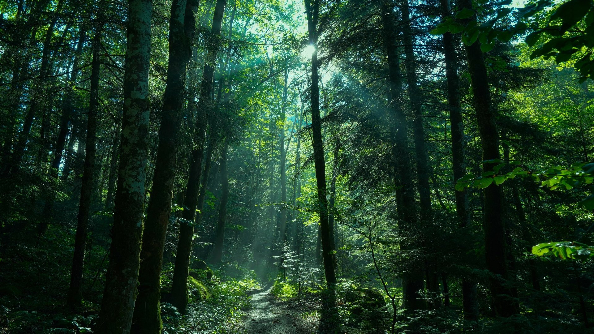 download-greenery-sunbeam-nature-forest-path-4k-ultra-hd-wallpaper