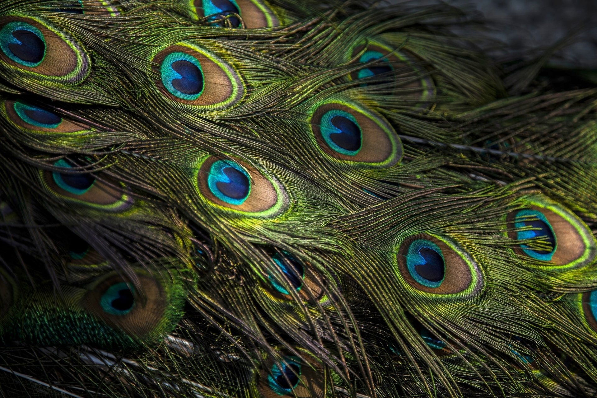 Download Peacock Feather Photography Close Up  HD Wallpaper