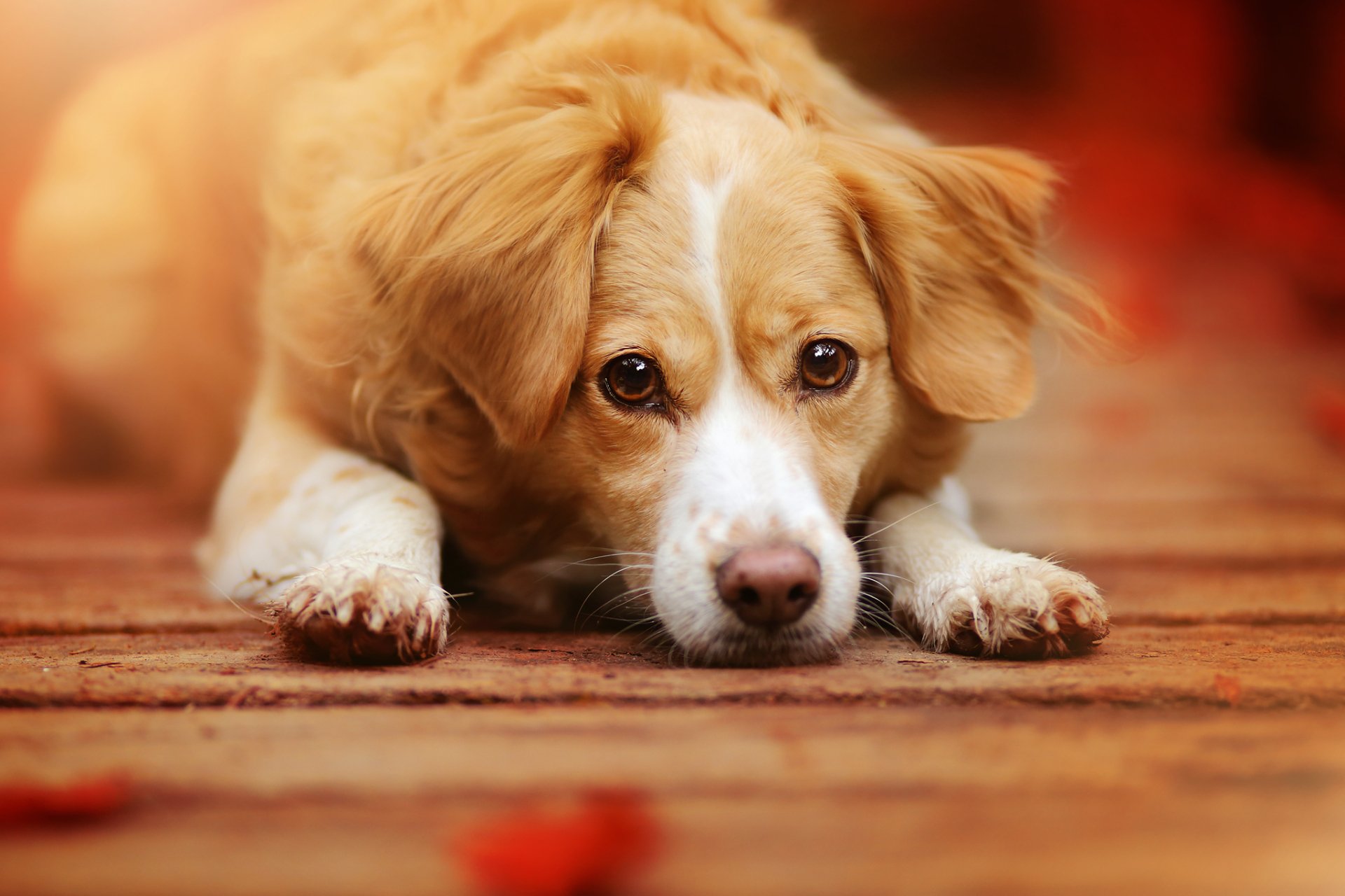 Download Muzzle Animal Dog HD Wallpaper | 2048x1365 | Wallpaper Abyss
