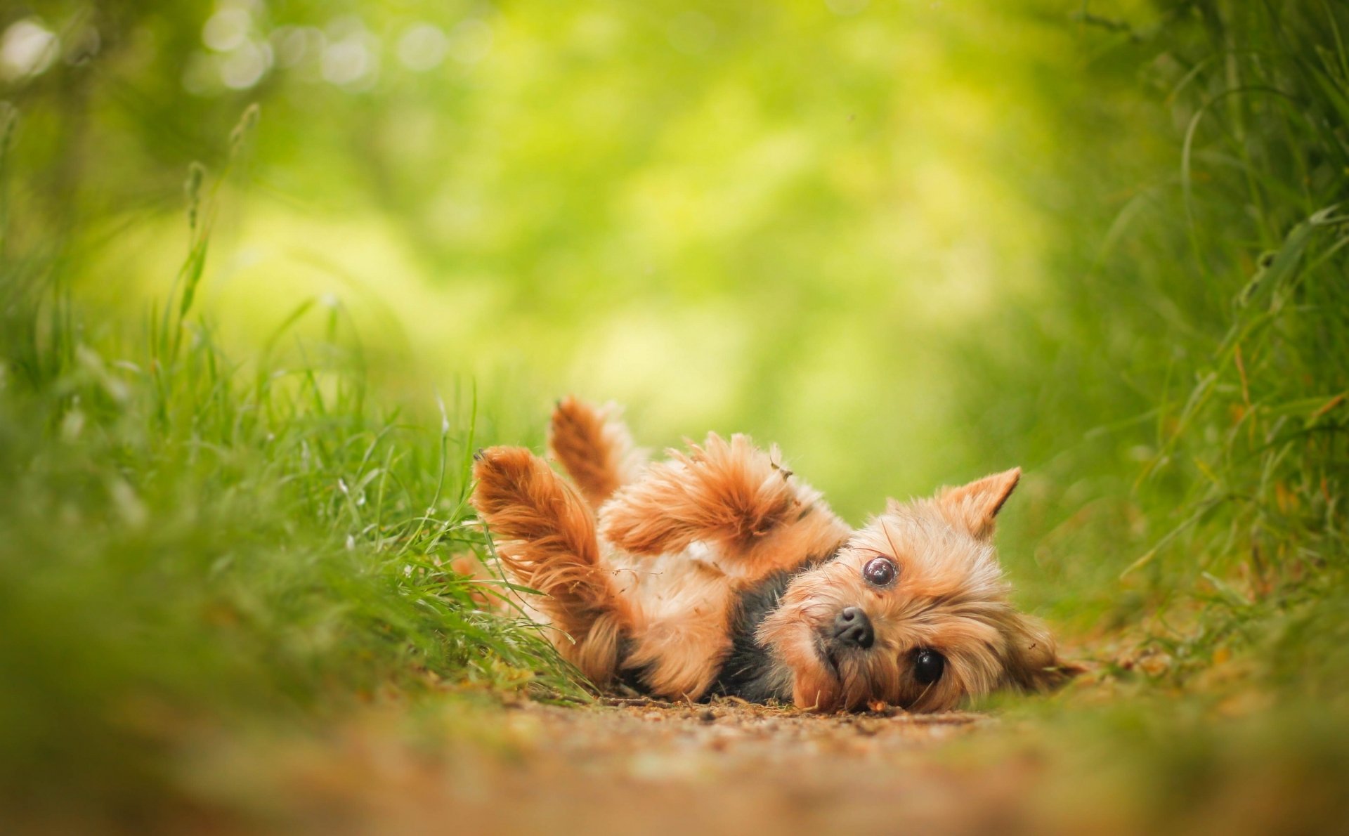 Download Dog Animal Yorkshire Terrier HD Wallpaper
