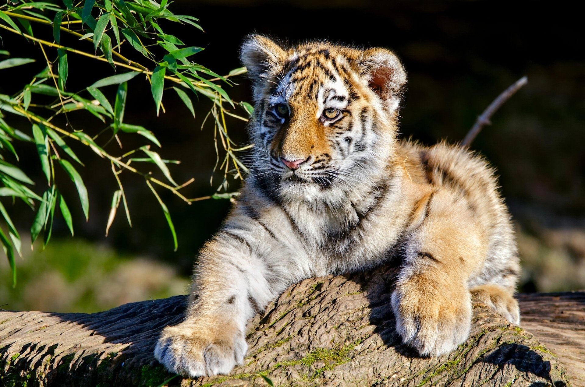 Download Amur Tiger Baby Animal Cub Animal Tiger HD Wallpaper