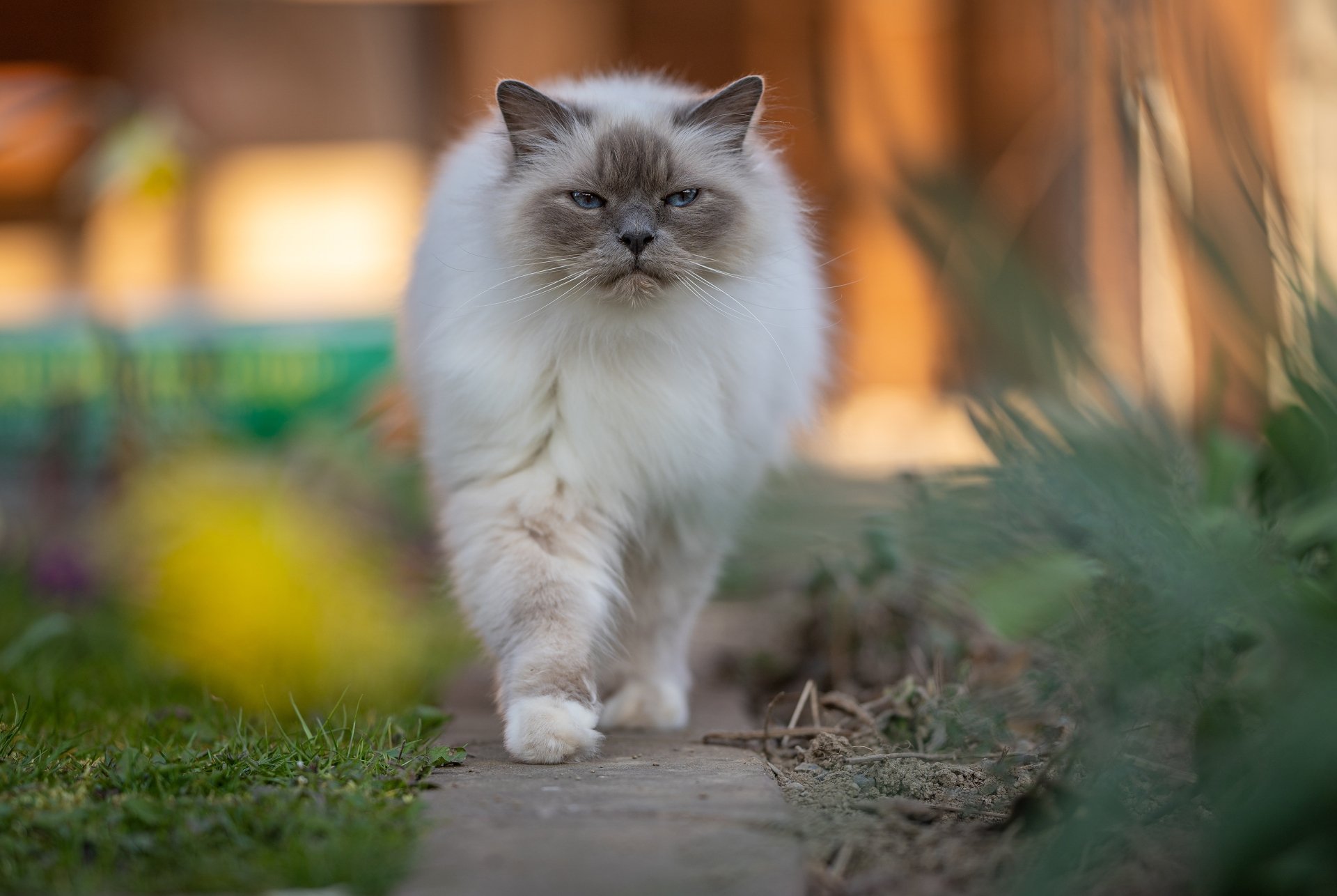 Download Ragdoll Animal Cat 4k Ultra HD Wallpaper