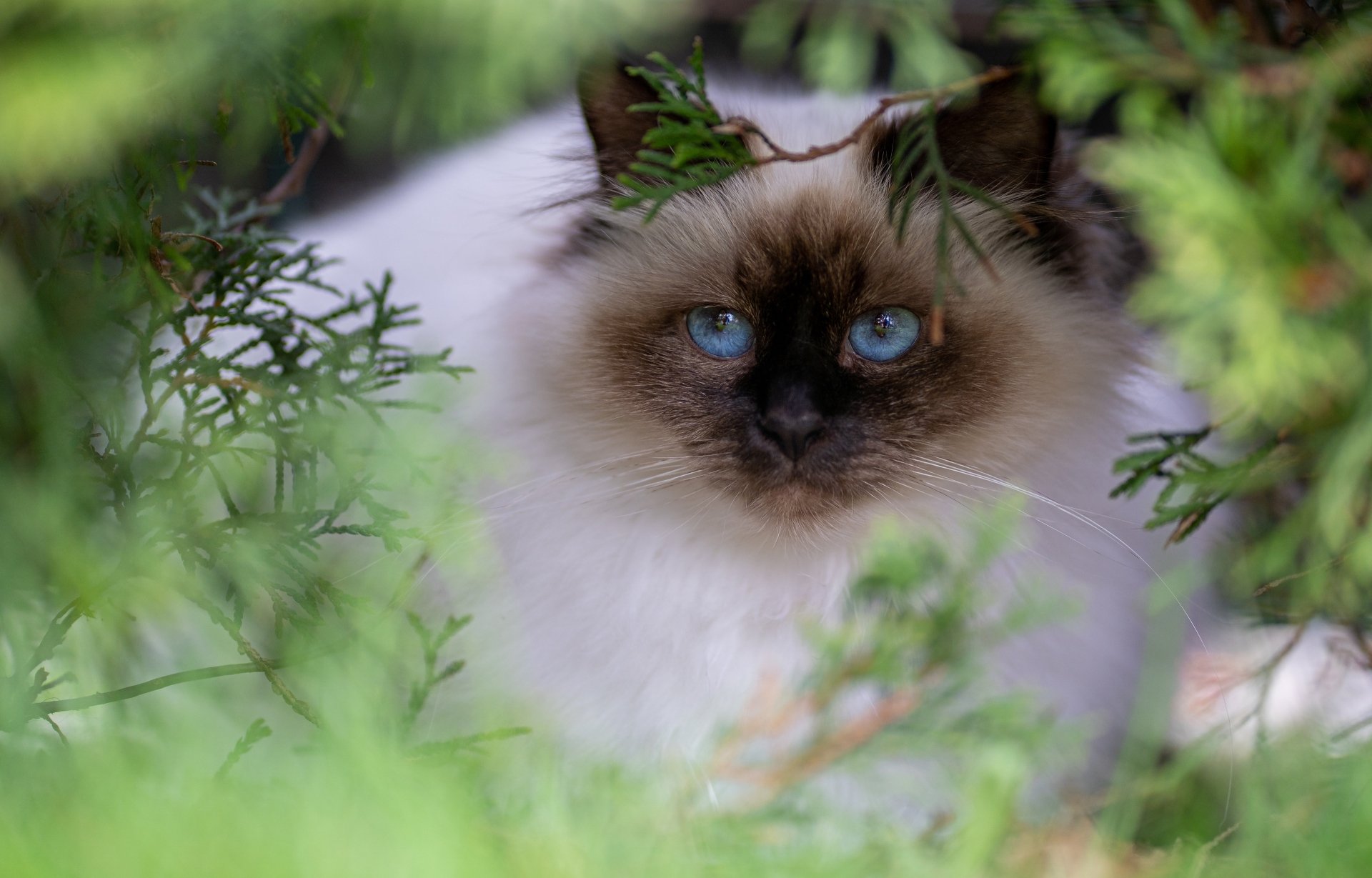 Download Ragdoll Animal Cat 4k Ultra HD Wallpaper