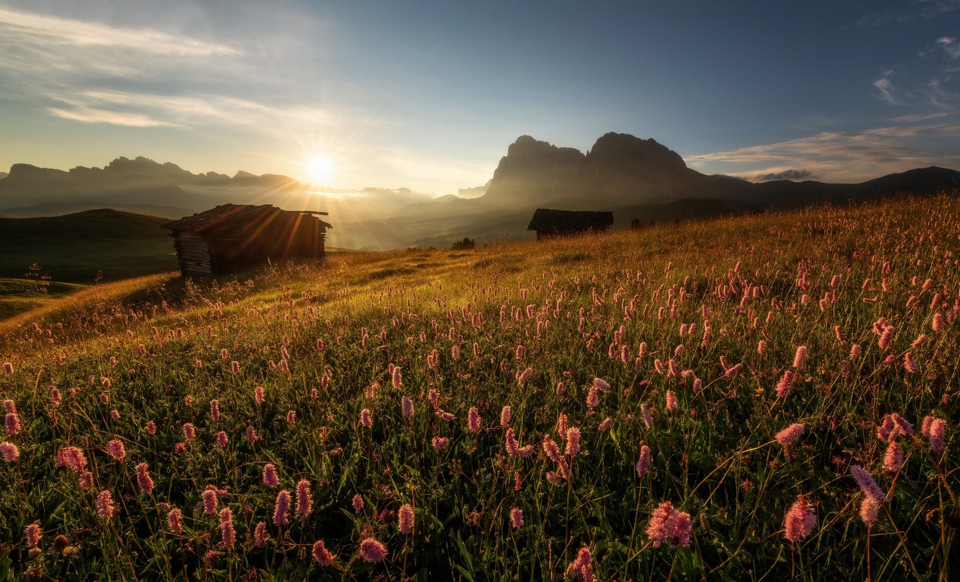 Download South Tyrol Dolomites Italy Meadow Morning Dawn Sunrise Mountain Flower Photography Landscape 4k Ultra HD Wallpaper