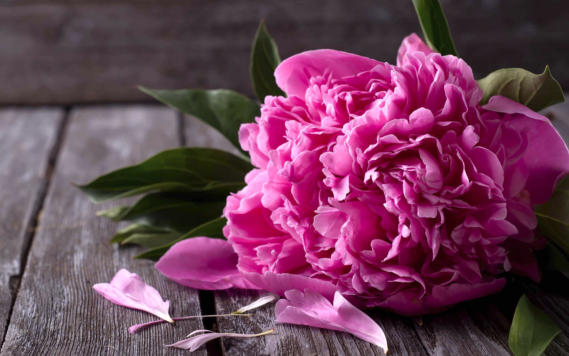 Download Petal Pink Flower Flower Nature Peony HD Wallpaper