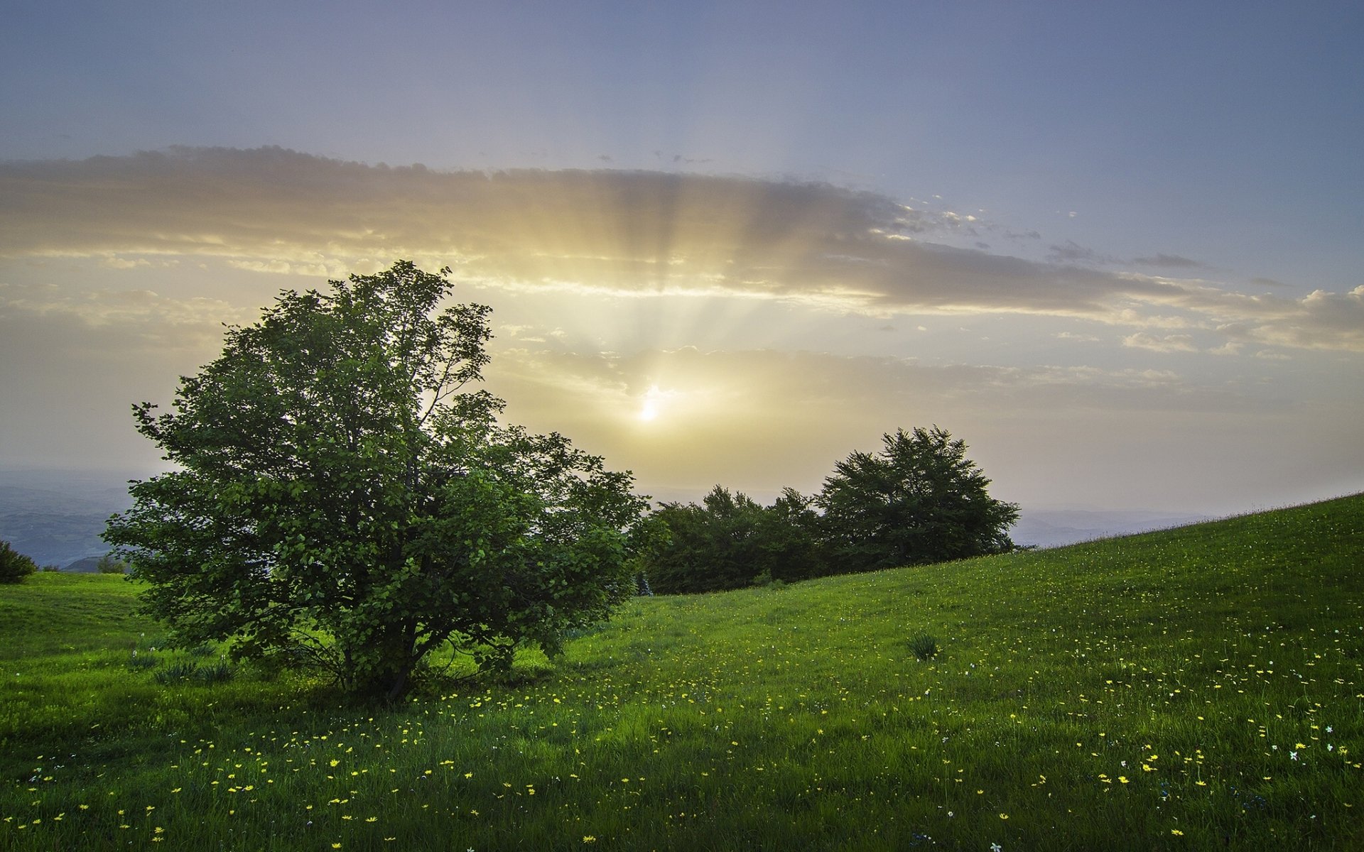 Download Cloud Sky Bush Italy Meadow Tree Nature Sunbeam HD Wallpaper ...