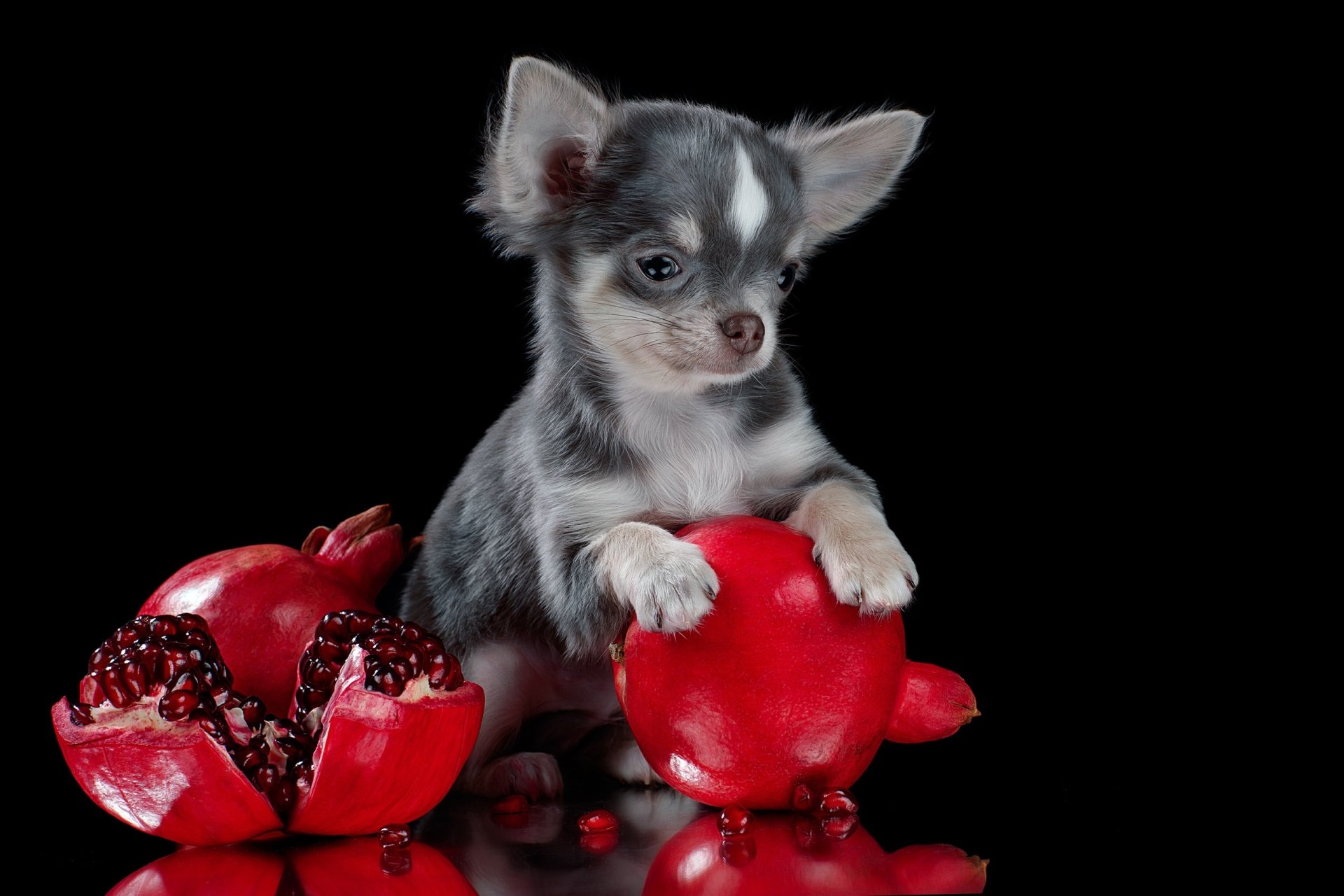 Download Dog Pomegranate Animal Chihuahua HD Wallpaper by Svetlana Pisareva