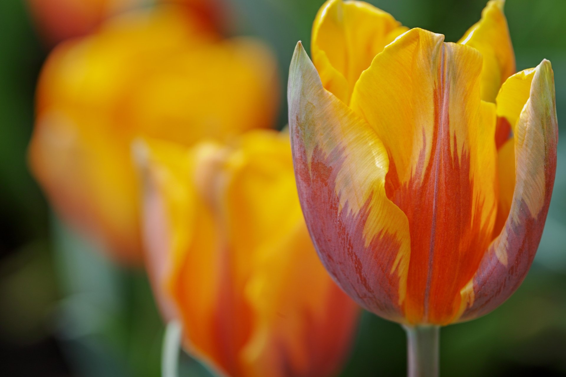 Download Blur Flower Bud Petal Macro Nature Tulip 4k Ultra HD Wallpaper ...