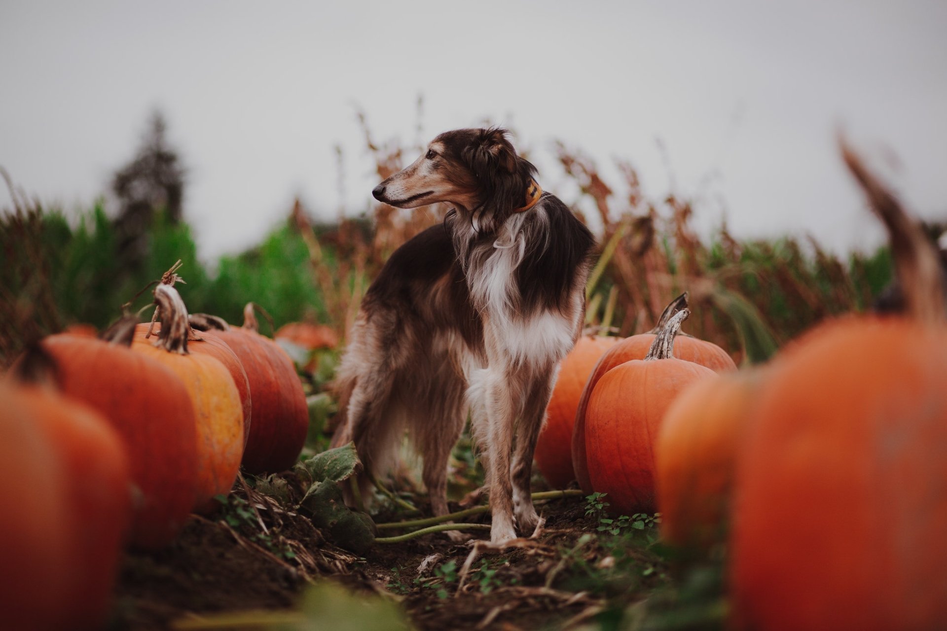 Download Pumpkin Dog Animal Greyhound HD Wallpaper