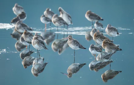 reflection water Animal Sandpiper HD Desktop Wallpaper | Background Image
