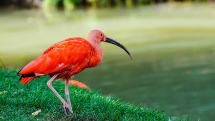 bird Animal Scarlet Ibis HD Desktop Wallpaper | Background Image