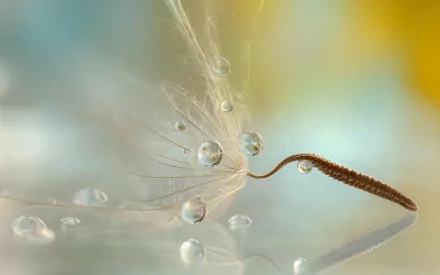 fluff macro nature water drop HD Desktop Wallpaper | Background Image