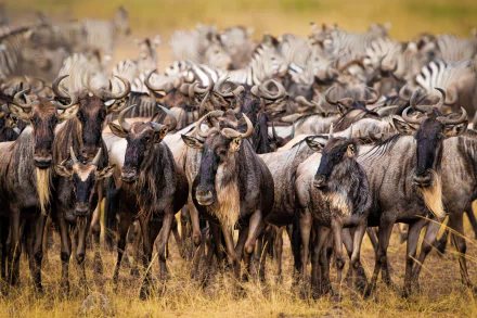 antelope Animal wildebeest HD Desktop Wallpaper | Background Image