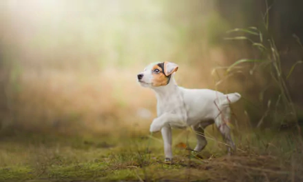puppy dog Animal jack russell terrier HD Desktop Wallpaper | Background Image