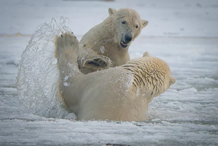 Alaska bear Animal polar bear HD Desktop Wallpaper | Background Image