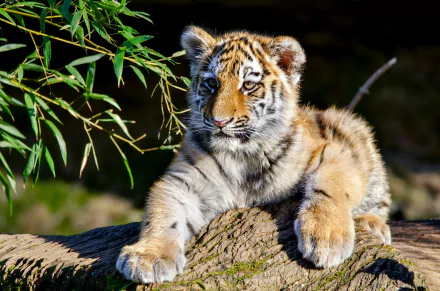 amur tiger baby animal cub Animal tiger HD Desktop Wallpaper | Background Image