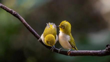 Animal White-eye HD Desktop Wallpaper | Background Image