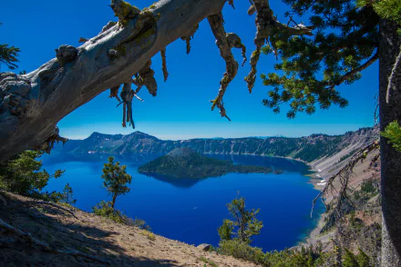tree Crater Lake National Park Oregon island nature Crater Lake HD Desktop Wallpaper | Background Image