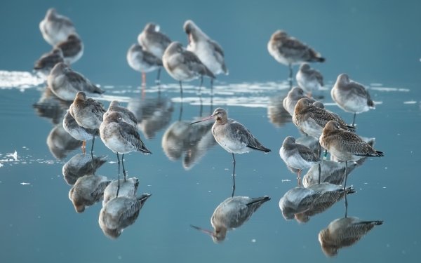 Animal Sandpiper Birds Waders Water Reflection HD Wallpaper | Background Image