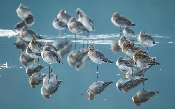 reflection water Animal Sandpiper HD Desktop Wallpaper | Background Image