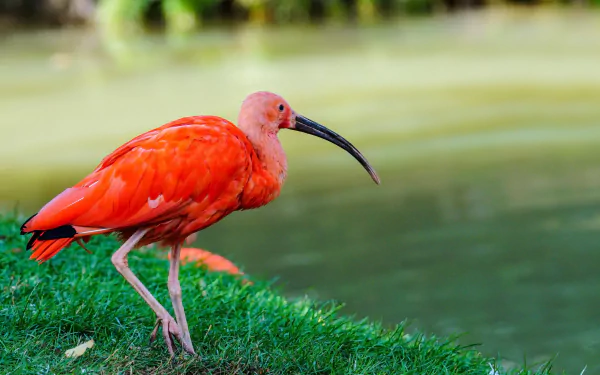 bird Animal Scarlet Ibis HD Desktop Wallpaper | Background Image