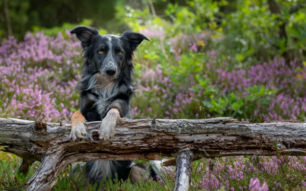 Animal dog Black Dog HD Desktop Wallpaper | Background Image