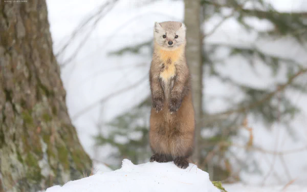 Animal marten HD Desktop Wallpaper | Background Image