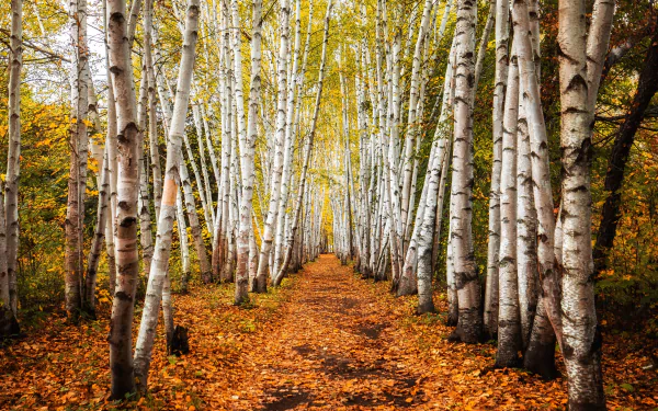 path nature fall birch HD Desktop Wallpaper | Background Image