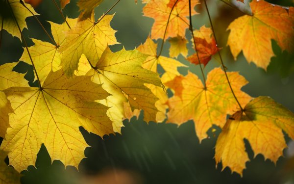 Earth Leaf Fall Macro Maple Leaf HD Wallpaper | Background Image