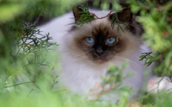 ragdoll Animal cat HD Desktop Wallpaper | Background Image