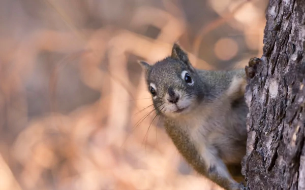 HD desktop wallpaper of a curious squirrel peeking from behind a tree trunk, showcasing its detailed muzzle and alert expression in a natural setting.