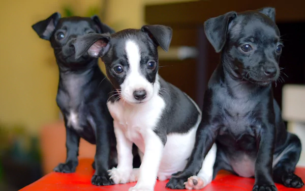 Staffordshire Bull Terrier puppy dog Animal bull terrier HD Desktop Wallpaper | Background Image