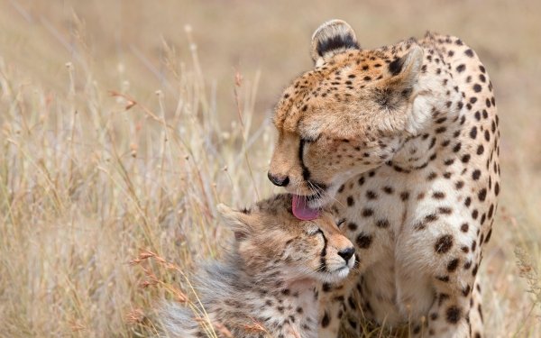 Animal Cheetah Cats Baby Animal Cub HD Wallpaper | Background Image