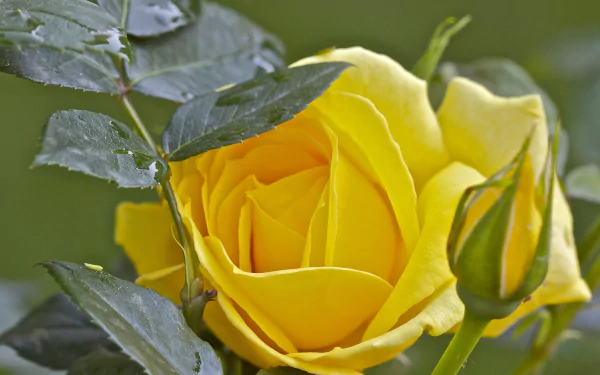Close-up macro of a vibrant yellow rose with a water drop on its petals alongside a budding yellow flower, set against a soft green background for an HD desktop wallpaper.