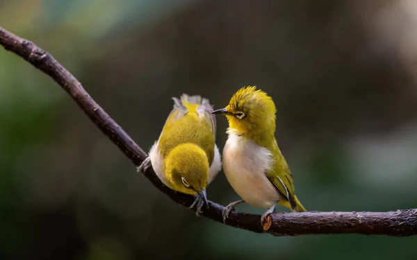 Animal White-eye HD Desktop Wallpaper | Background Image