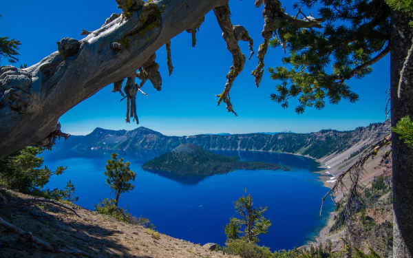 tree Crater Lake National Park Oregon island nature Crater Lake HD Desktop Wallpaper | Background Image