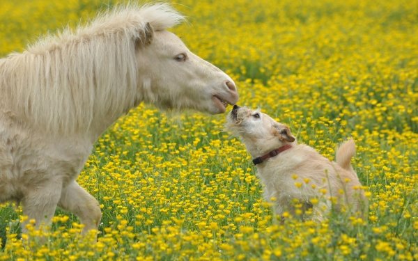 Animal Cute Flower Dog Meadow Pony Horse HD Wallpaper | Background Image