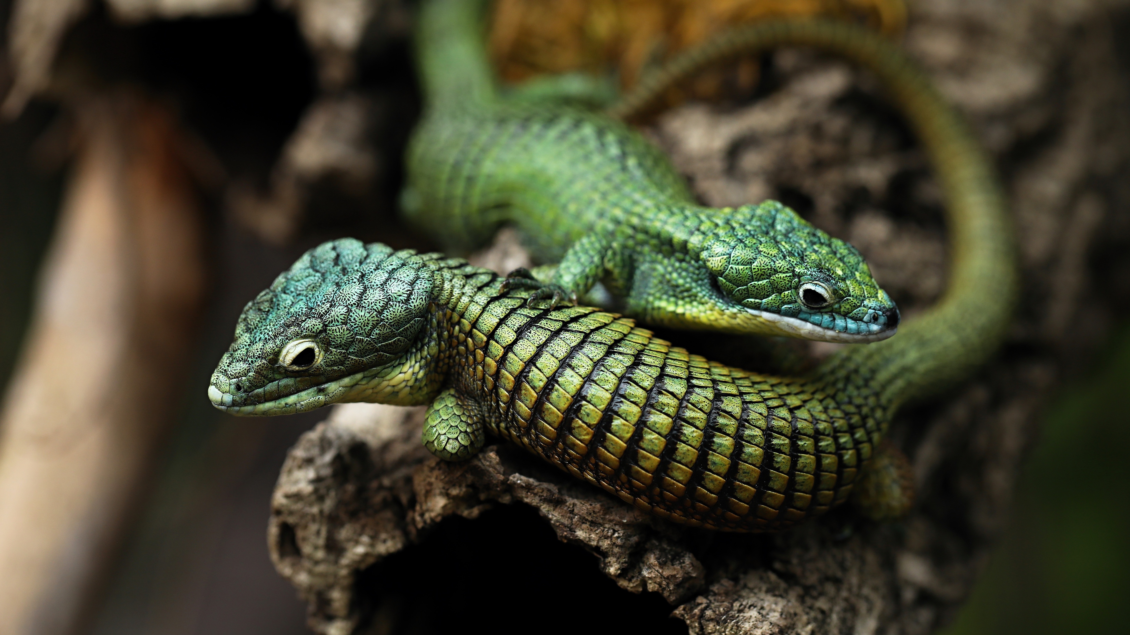 Animal Lizard HD Wallpaper | Background Image