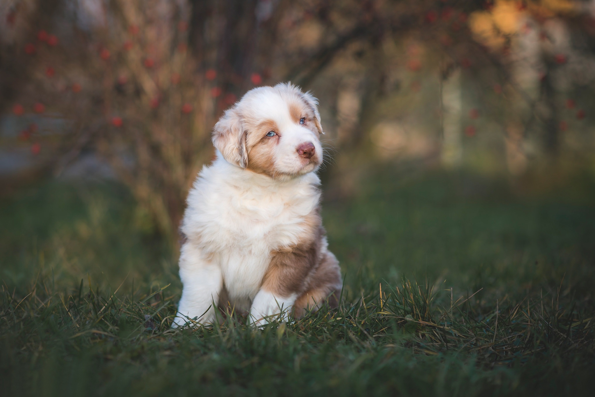 Animal Australian Shepherd HD Wallpaper