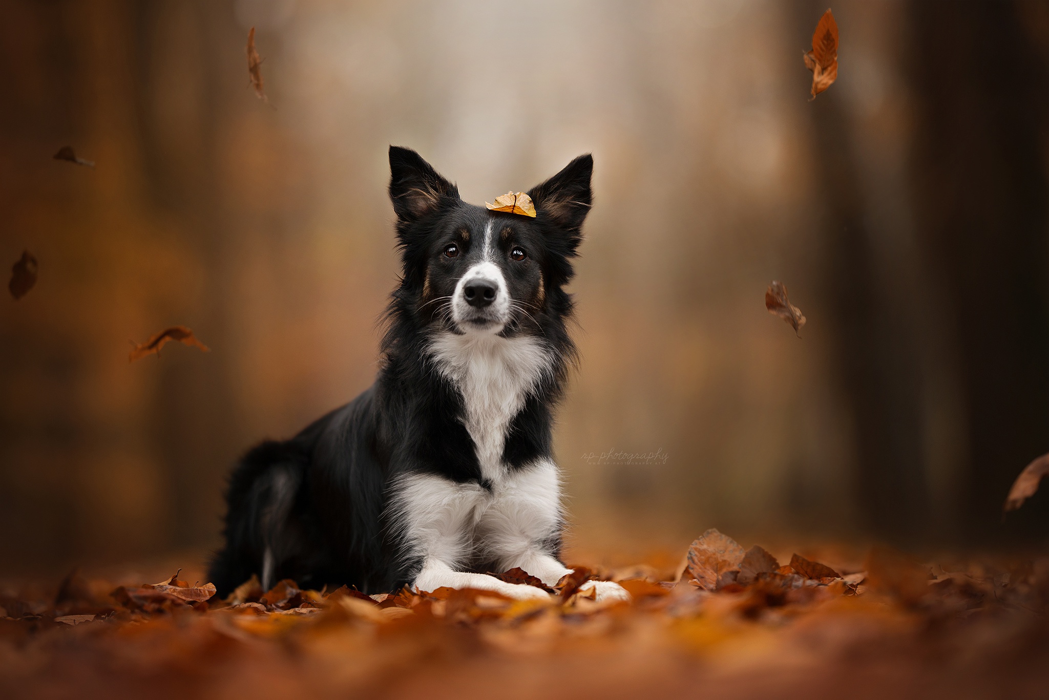 Download Fall Leaf Dog Animal Border Collie HD Wallpaper