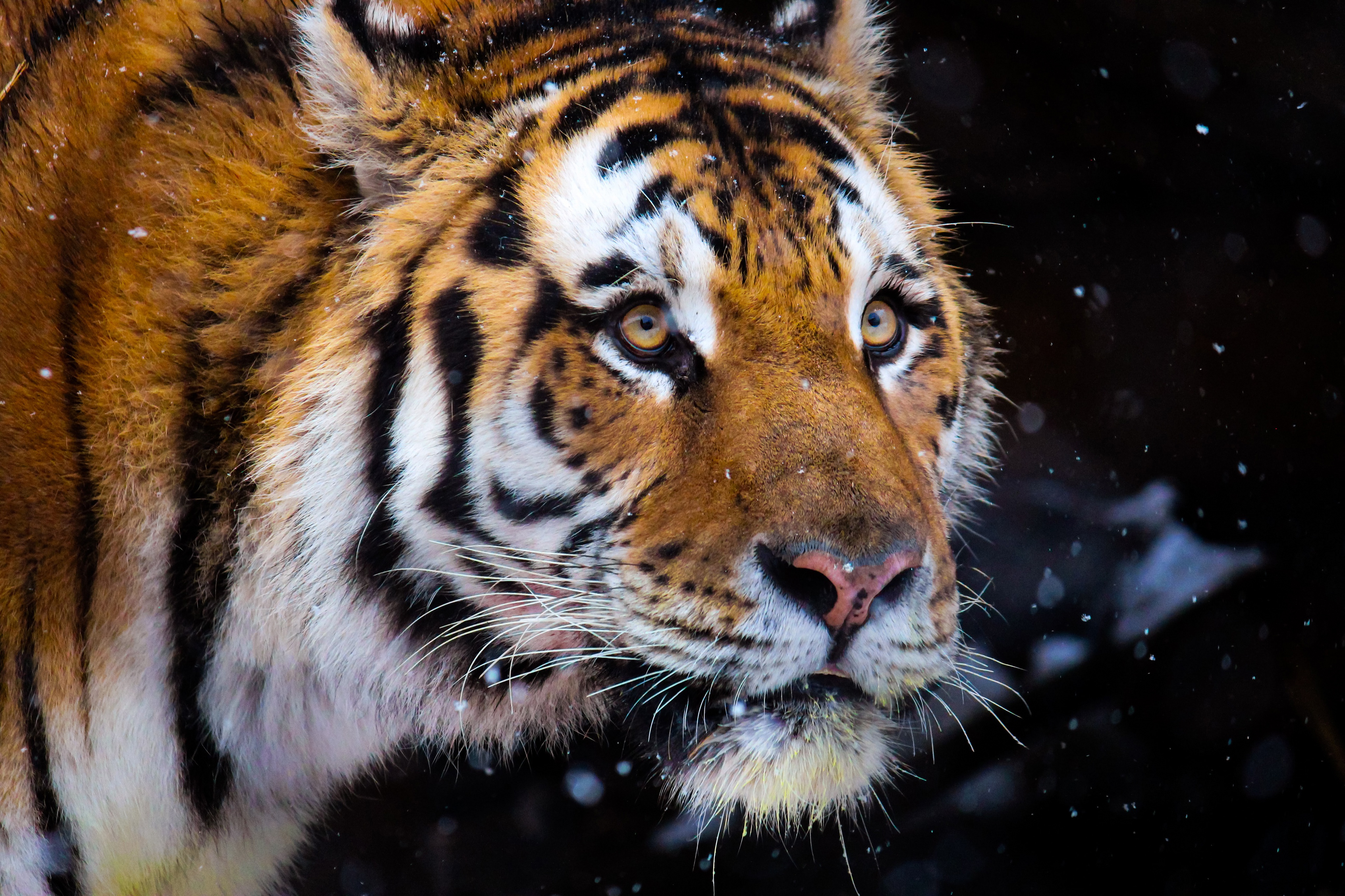 Tiger 4k Ultra HD Wallpaper | Background Image | 3840x2560