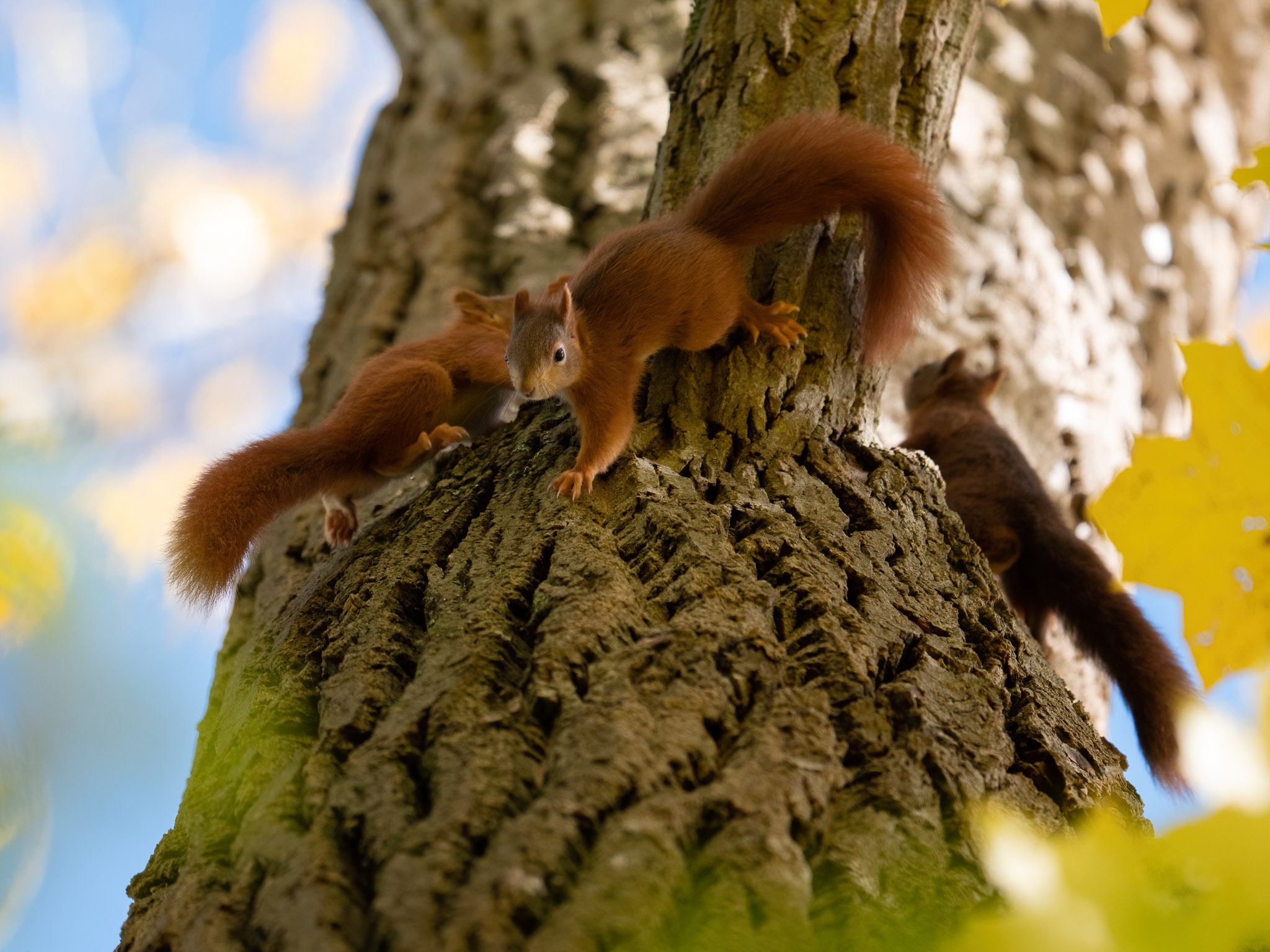 Animal Squirrel HD Wallpaper | Background Image