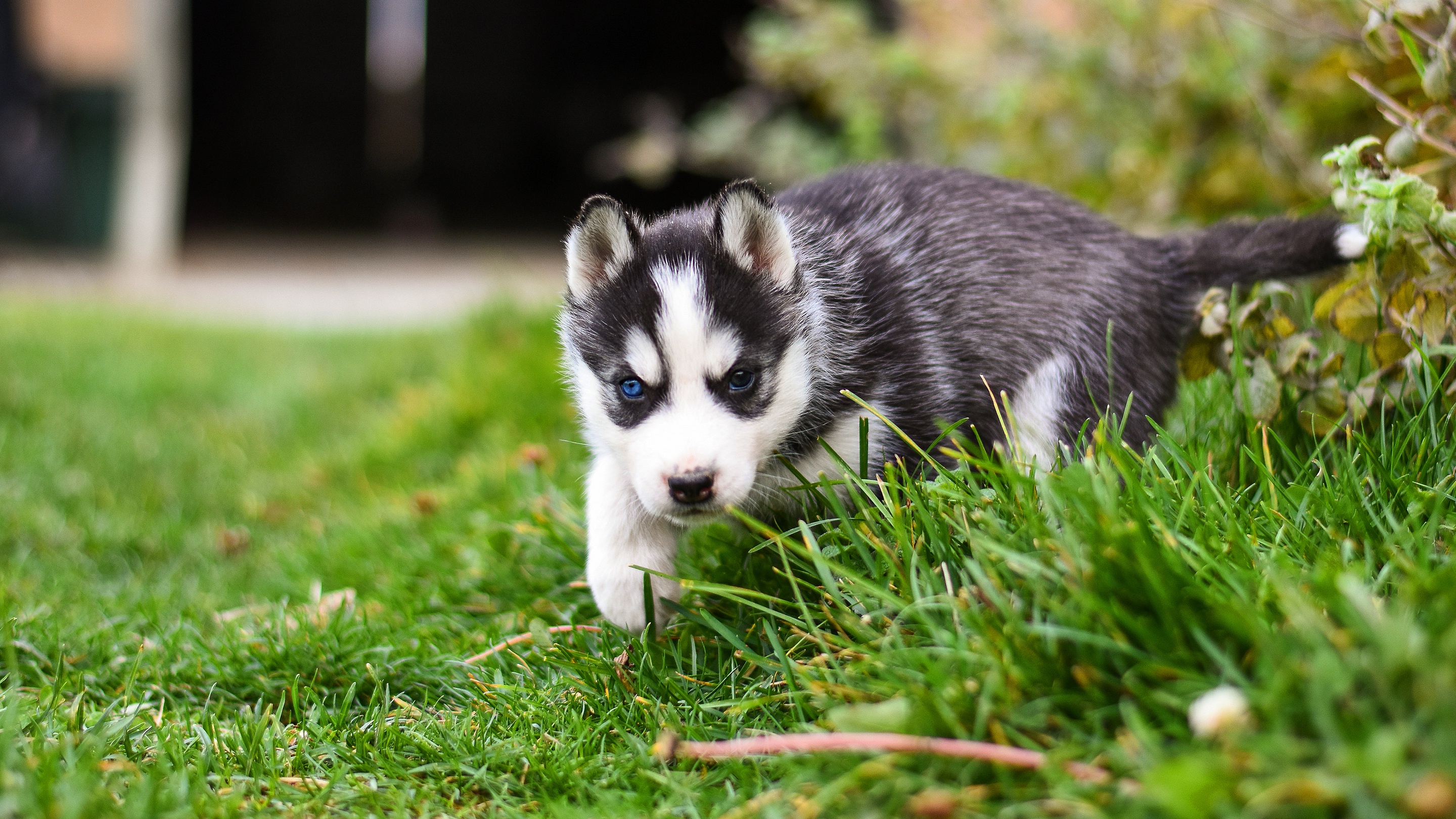 husky-hd-wallpaper