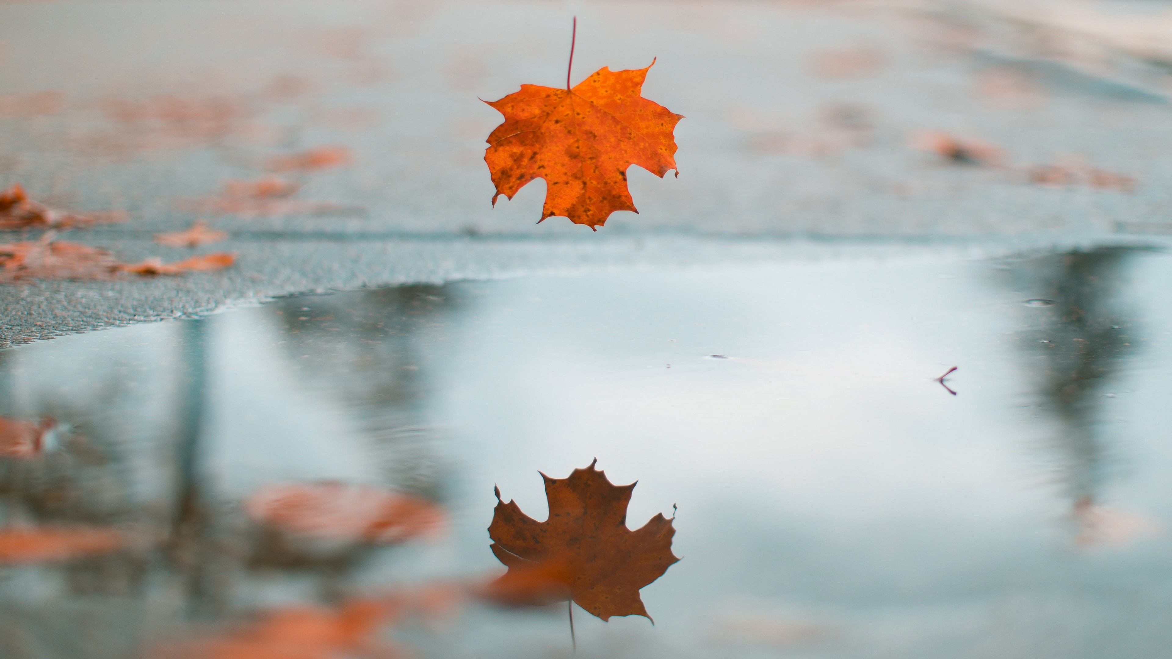 Download Maple Leaf Reflection Water Fall Nature Leaf 4k Ultra Hd Wallpaper 