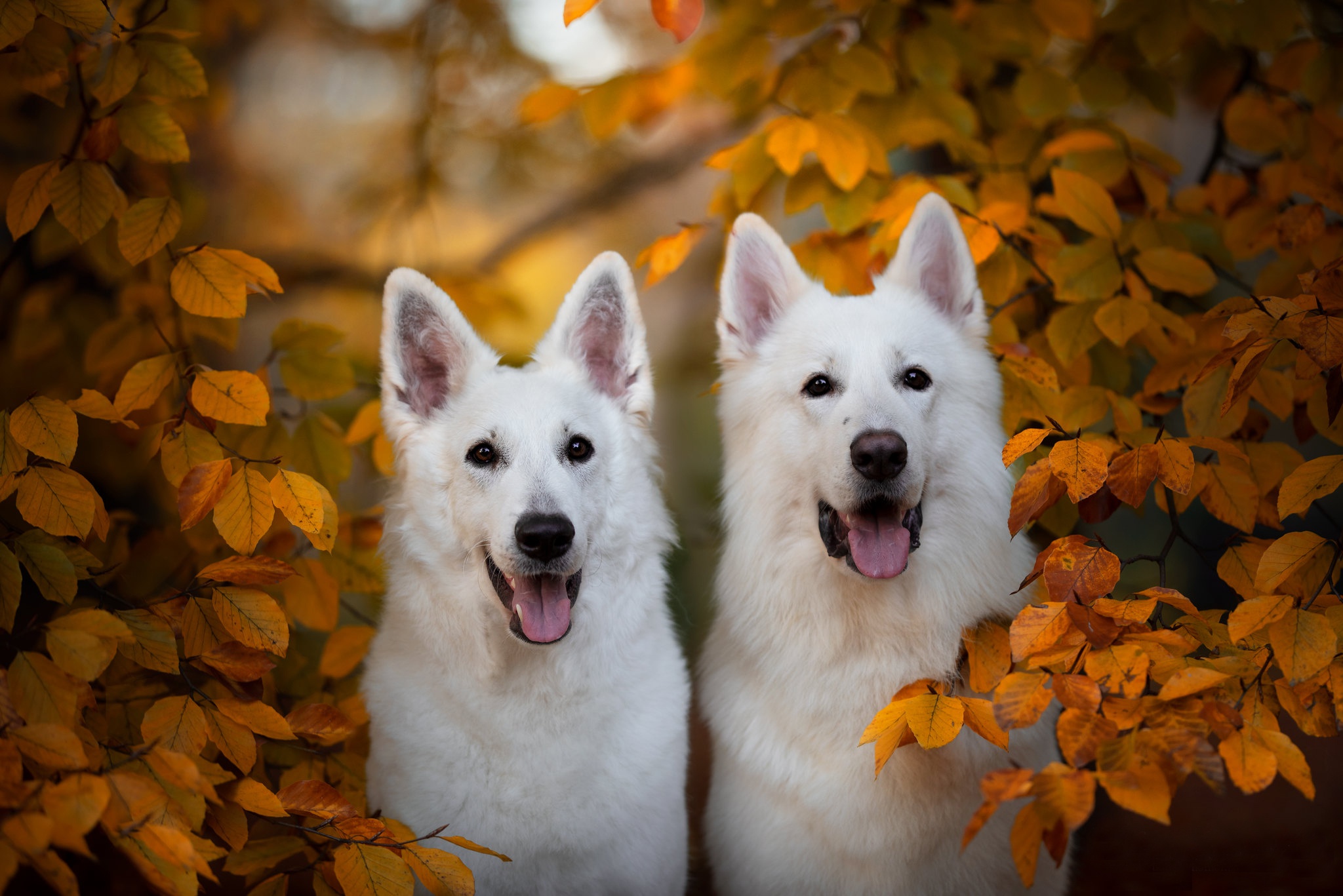 白色瑞士牧羊犬高清壁纸 桌面背景 48x1367