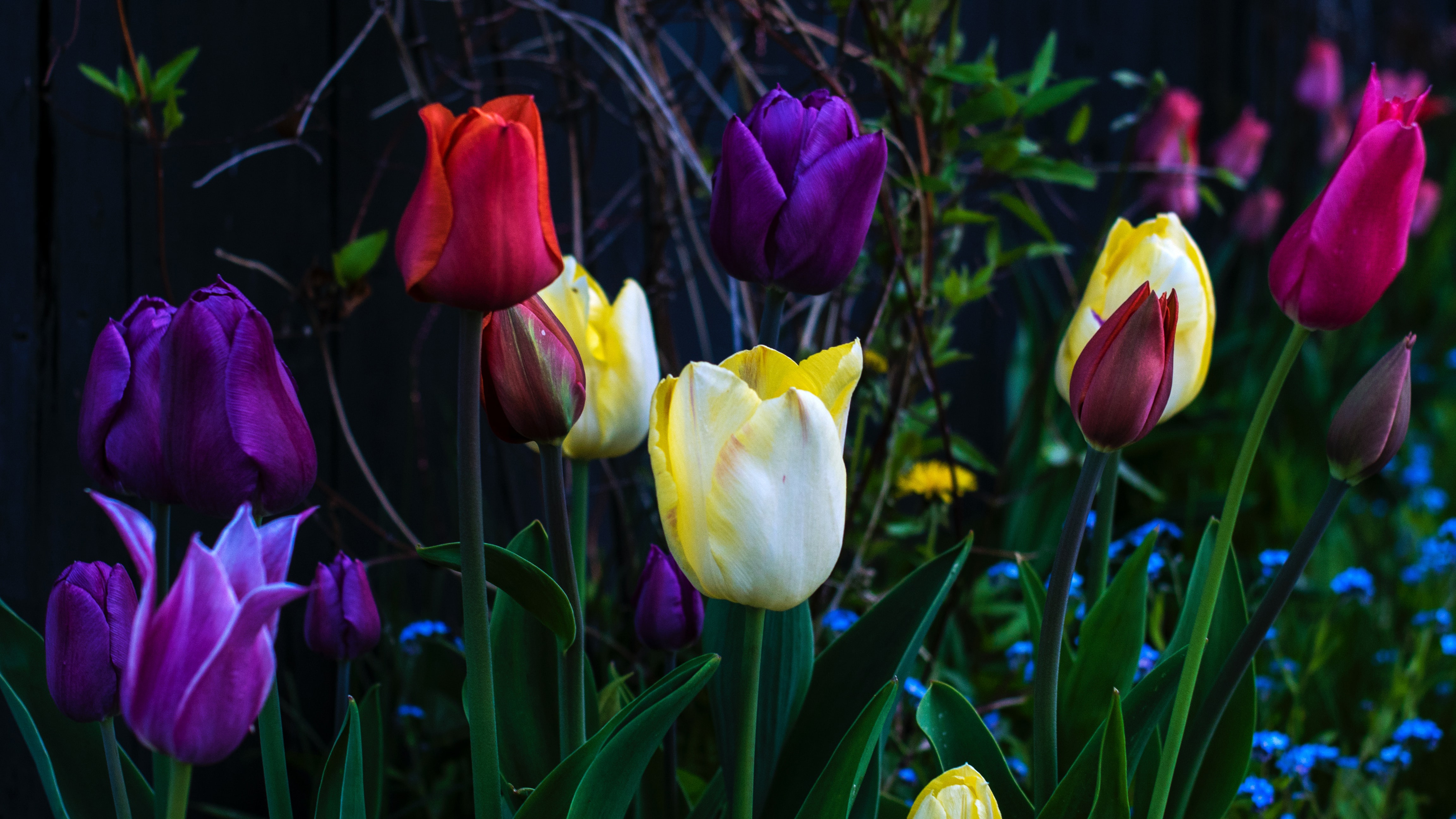 Hoa tulip với những màu sắc tươi tắn, tươi mới luôn thu hút sự chú ý của nhiều người. Với hình nền hoa tulip 4k Ultra HD, bạn có thể tận hưởng được vẻ đẹp của loài hoa này tại nơi làm việc hoặc nơi thư giãn của mình.