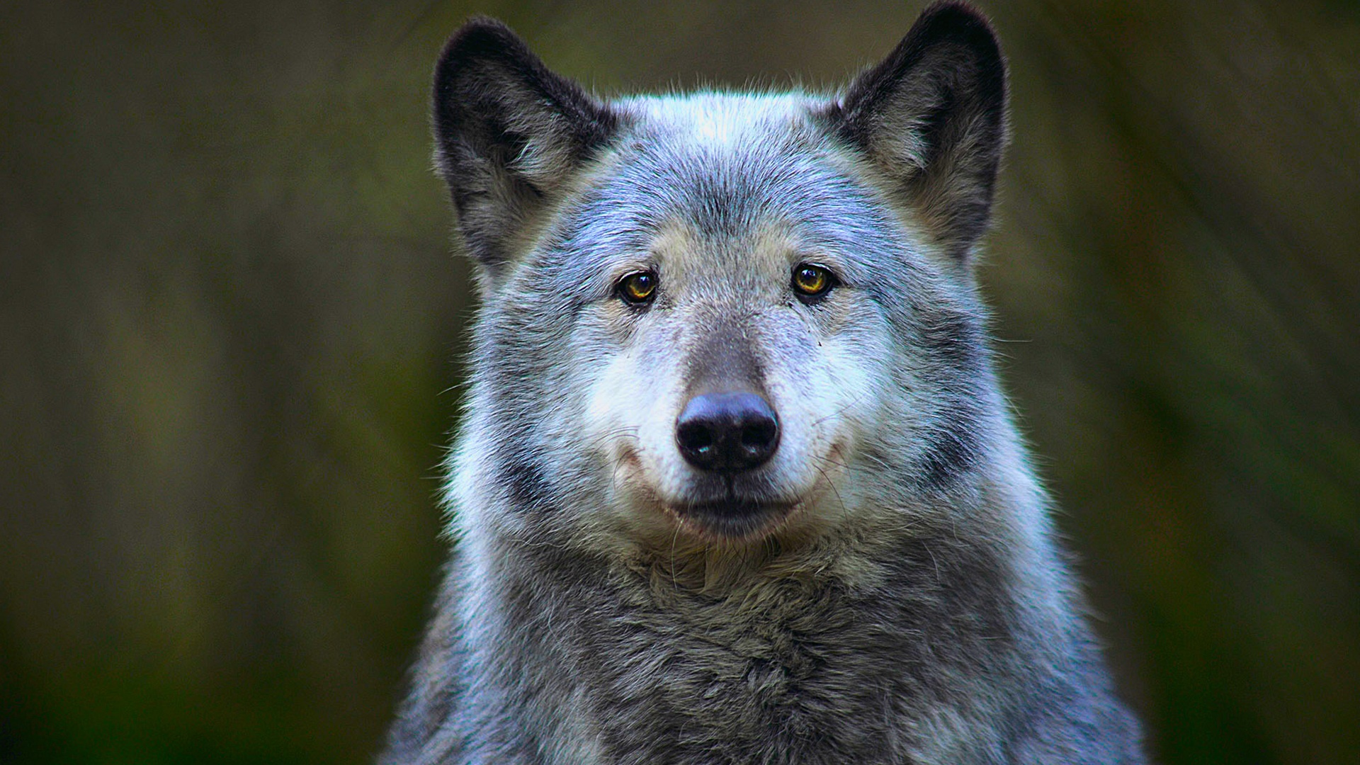 Wolf HD Wallpaper | Background Image | 1920x1080 | ID:1114298