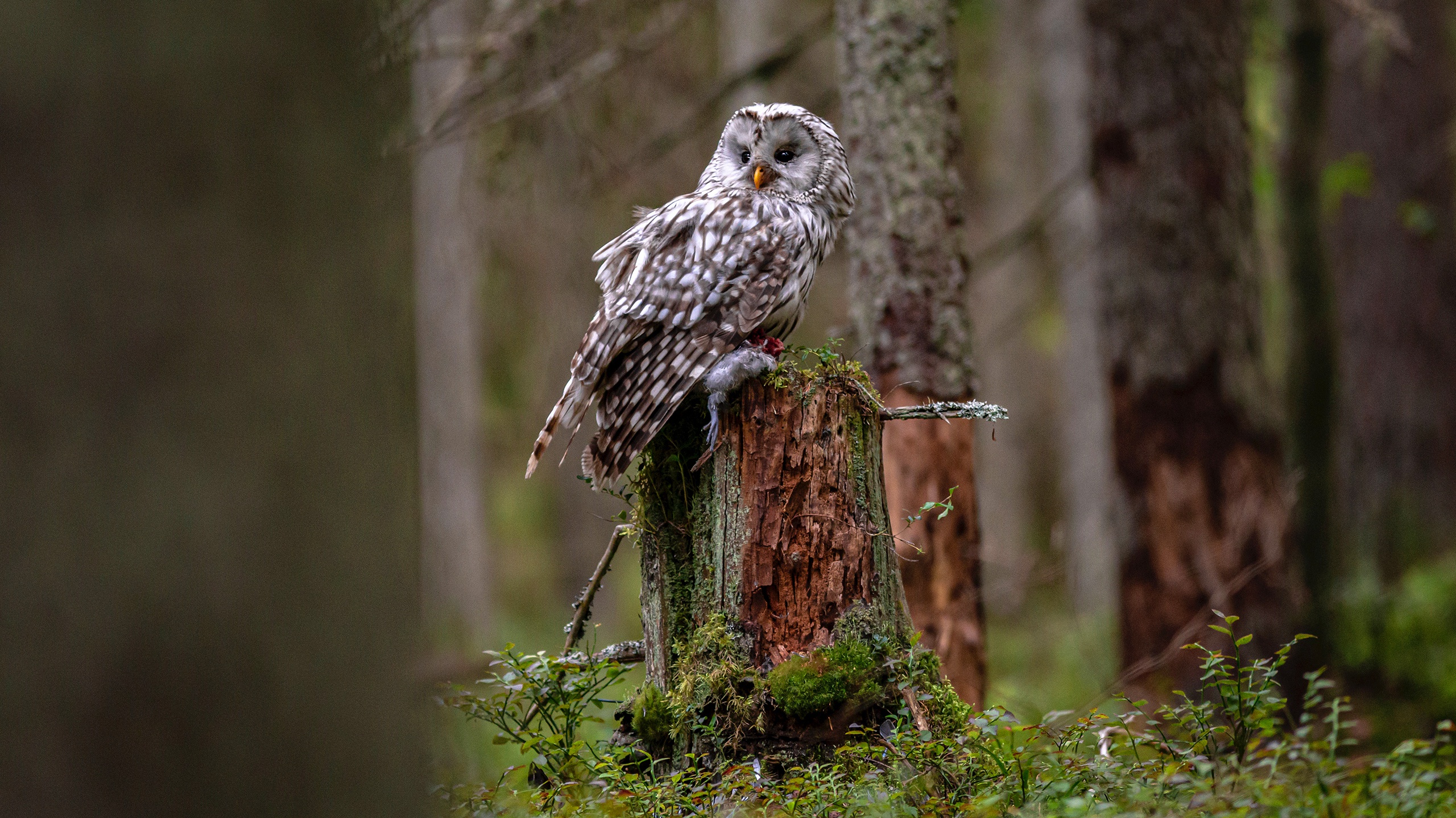 Animal Owl HD Wallpaper | Background Image